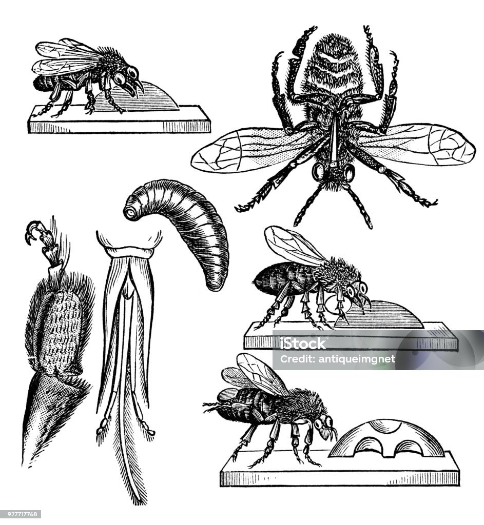 Victorian Khắc Một Sơ Đồ Các Bộ Phận Của Một Con Ong Hình minh họa ...