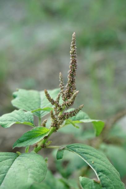 istock green amaranthus viridis tree in nature garden 927717866
