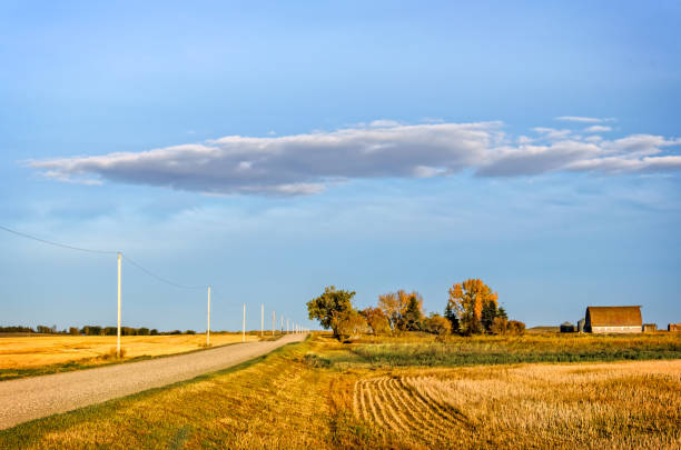 istock dirt road between yellow farm fields, a grove of trees, barns for grain 927721446