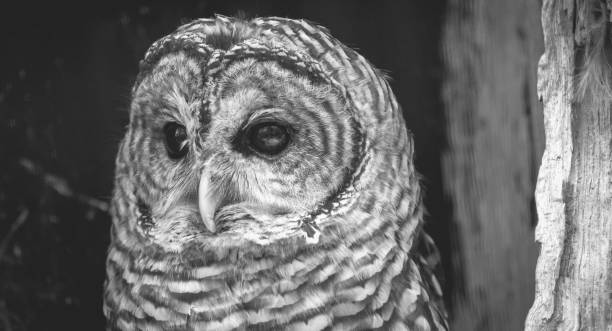 istock Close-up of an Owl 927724036