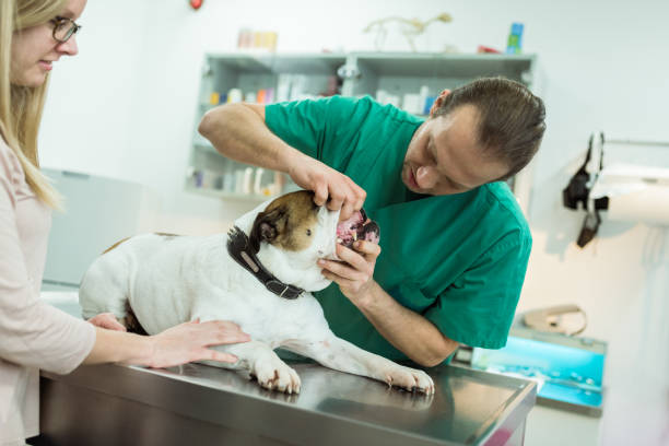 istock Strong And Healthy Bulldog 927727062