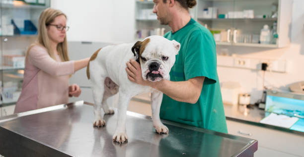 istock Strong And Healthy Bulldog 927727122