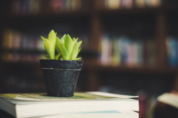 Books and cactus at cafe. Education concept.
