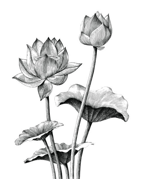 ilustrações de stock, clip art, desenhos animados e ícones de lotus flower hand drawing vintage engraving style - water lily illustrations