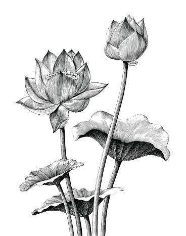 Lotus flower hand drawing vintage engraving style