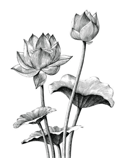 Lotus flower hand drawing vintage engraving style Lotus flower hand drawing vintage engraving style lotus flower drawing stock illustrations