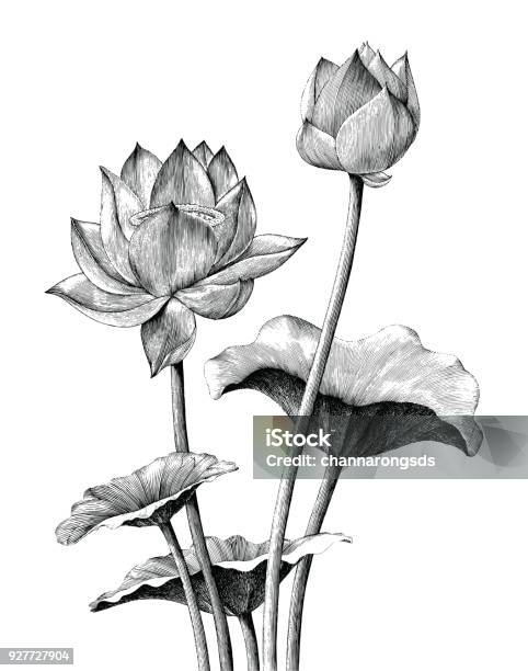 Lotus Flower Hand Drawing Vintage Engraving Style Stock Illustration - Download Image Now - Lotus Water Lily, Engraving, Flower