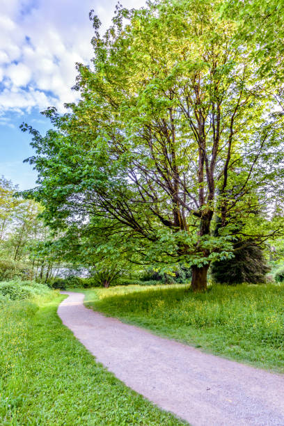istock dirt path in a green forest with trees and bushes, walking down between the grass 927730340
