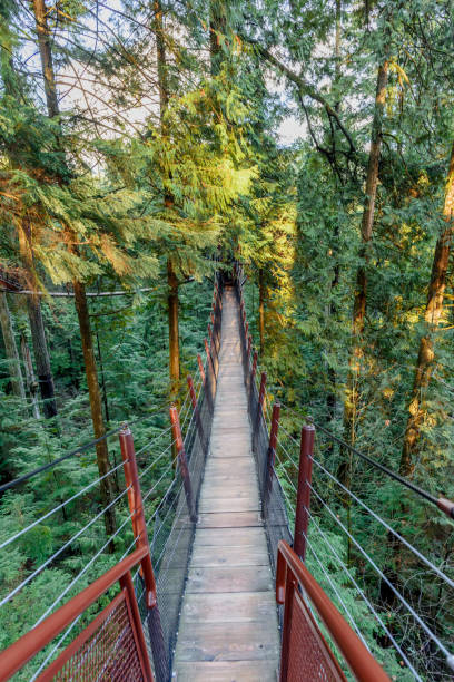 istock suspension bridge stretching in a dense green jungle above the ground 927733308