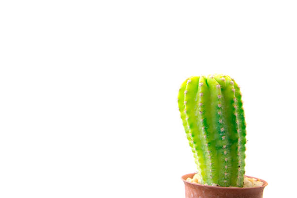 istock Cactus isolated on white background. Minimal style for cactus trendy. 927733486