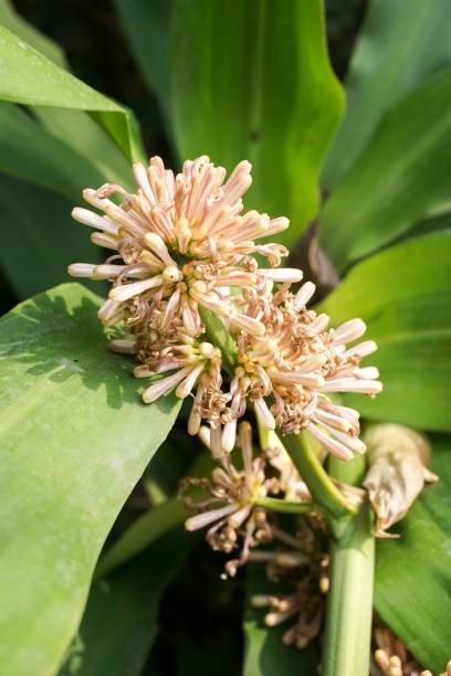 istock Dracaena fragrans flower 927733488