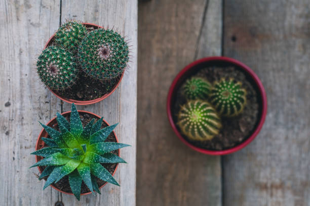 istock Green Cactus on rustic wooden background. Toned vintage. Flat lay 927733658