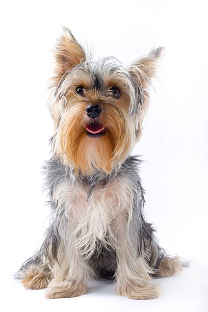 istock seated puppy yorkshire terrier 92773551