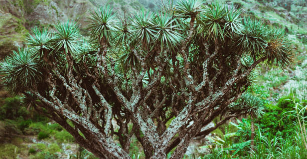 Dragon Tree on Santo Antao, Cape Verde Cabo Verde.