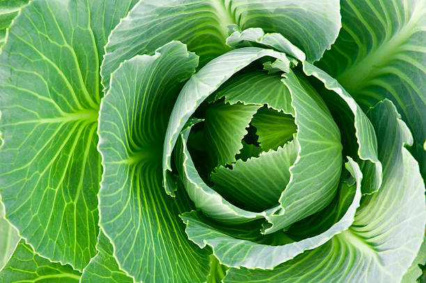 istock Close-up shots rom above of fresh green cabbage head 92774148