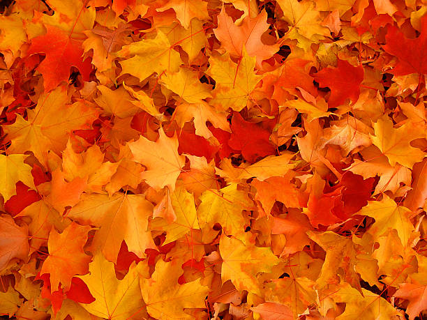 autumn, maple leaves. - oranje fotos stockfoto's en -beelden