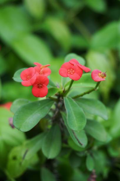 istock Euphorbia milii flower 927743824