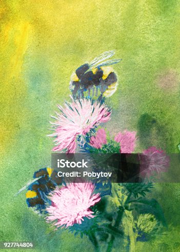 istock bumblebees on flowers watercolor 927744804