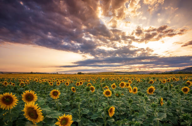 istock Sunflower field at sunset. 927747834
