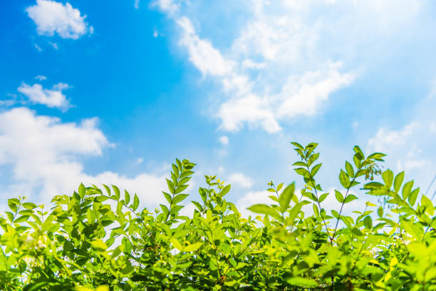 Green leaf treetop beautiful Natural on a background of blue sky white fluffy cloud.