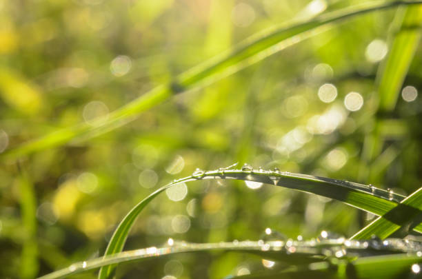 istock Dew drops on the grass close-up on a bright sunny morning. 927752992