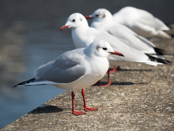 istock Seagulls stuck on the waterside 927756398