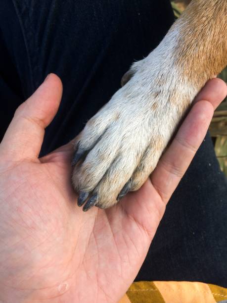 istock dog paw and human hand are doing handshake 927759752