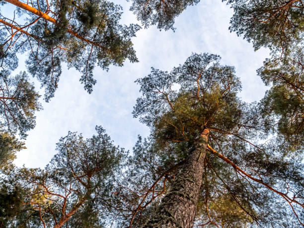 istock Looking up bottom up view pine trees crowns branches in winter woods or forest 927760120