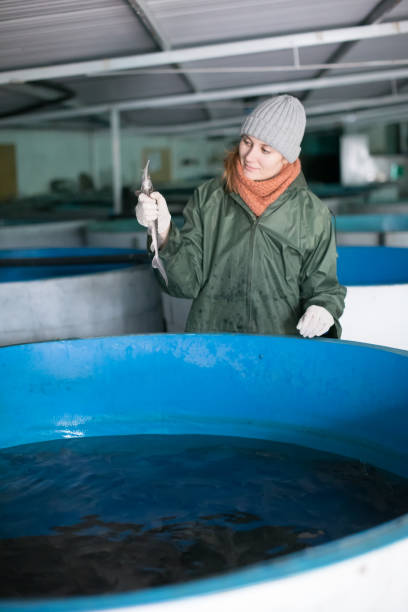 istock Female inspecting young sturgeon on fish farm 927760748