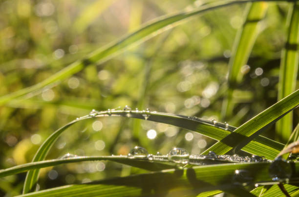 istock Dew drops on the grass close-up on a bright sunny morning. 927762592