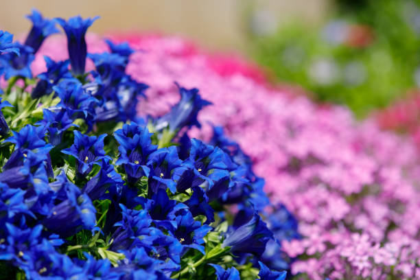 Trumpet gentiana blue flower in spring garden Trumpet gentiana blue flower in spring garden, with pink flowers in background enzian stock pictures, royalty-free photos & images