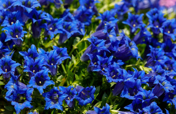 Trumpet gentiana blue flower in spring garden Trumpet gentiana blue flower in spring garden background enzian stock pictures, royalty-free photos & images