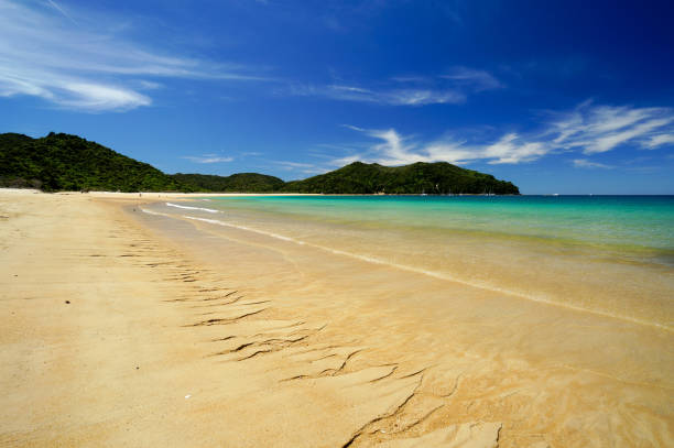 beach at abel tasman national park in new zealand - abel tasman national park imagens e fotografias de stock