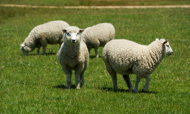 istock Sheep in New Zealand 927768228