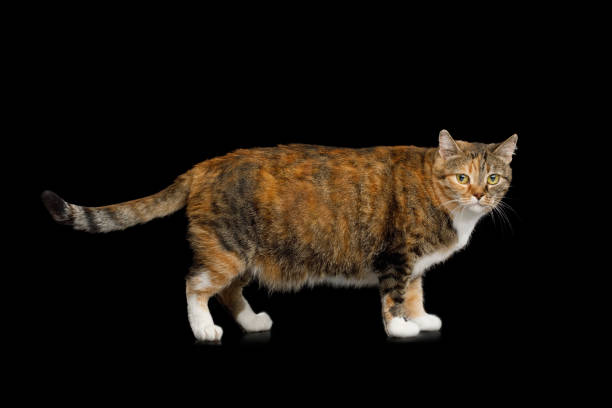 istock Fat Ginger Calico Cat on Isolated Black Background 927768856