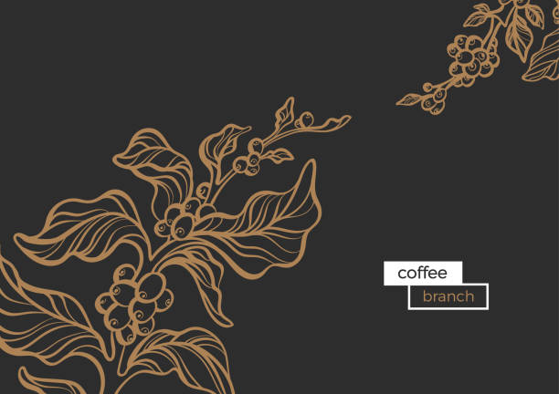 bildbanksillustrationer, clip art samt tecknat material och ikoner med mall av gren av kaffe träd. vektorillustration - coffe branch with beans