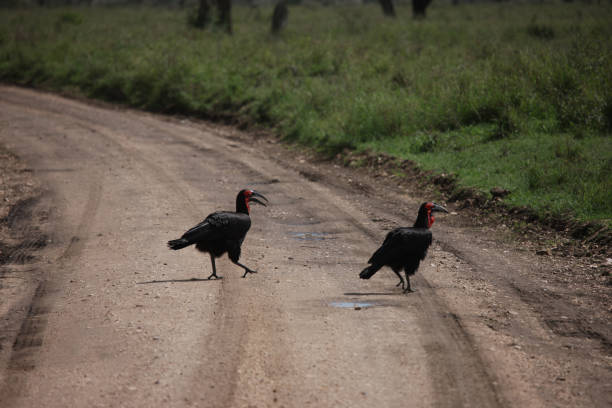 istock Wild African Bird  in African Botswana savannah 927771402