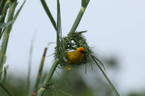 istock Wild African Bird  in African Botswana savannah 927771520
