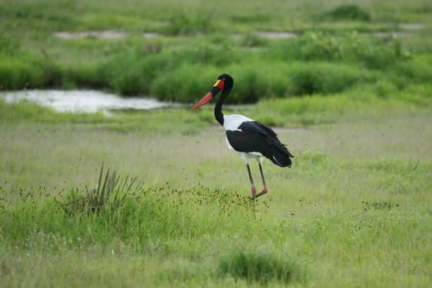 istock Wild African Bird  in African Botswana savannah 927771556