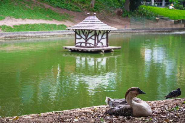 istock Calm duck on the 