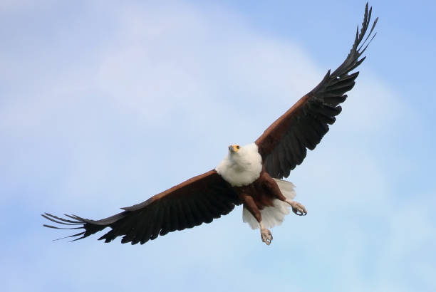 istock Wild African Bird  in African Botswana savannah 927771738