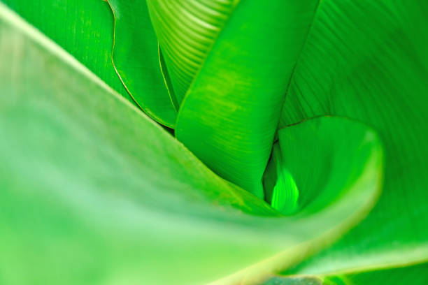 istock Funnel made green leaves, top view.  Vegetative background with selective focus. For cover, poster, advertising and decoration. 927771750