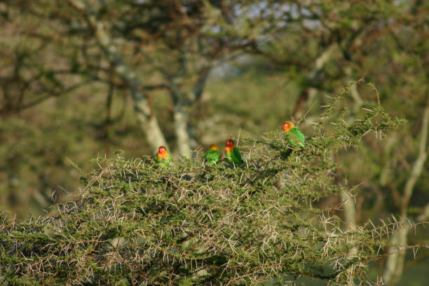 istock Wild African Bird  in African Botswana savannah 927771956
