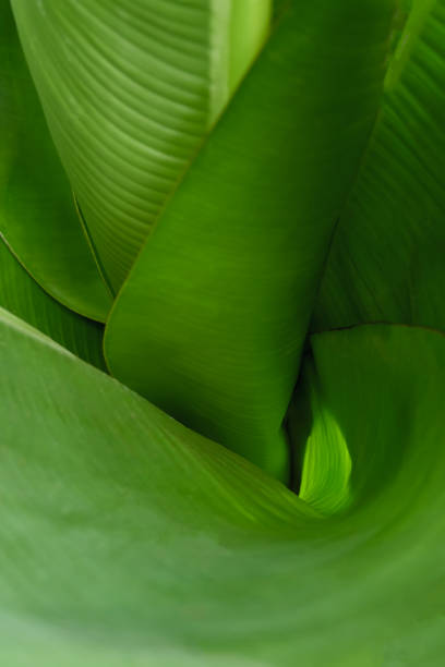 istock Funnel made green leaves, top view.  Vegetative background with selective focus. For advertising and decoration. 927772100