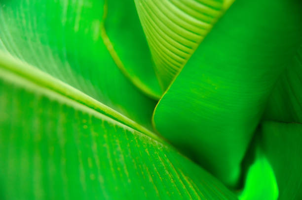 istock Funnel green leaves palm, top view.  Vegetative background with selective focus. For cover, poster, advertising and decoration. 927772406