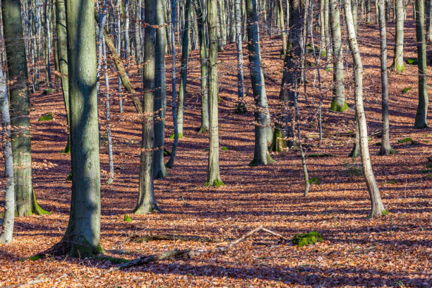 istock structure of forest in wintertime 927776120