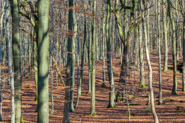 istock structure of forest in wintertime 927776172