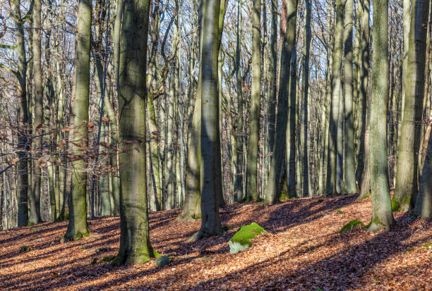 istock forest in wintertime with leaves in indian summer colors 927777426