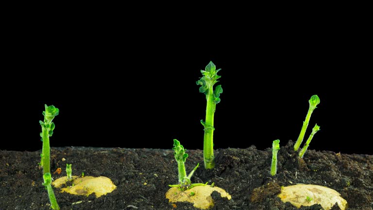 Rapidly growing potatoes, time-lapse with alpha