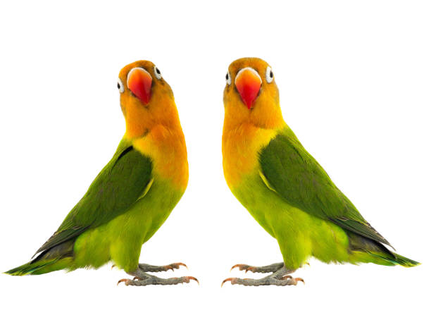 istock two fischeri lovebirds parrot 927781818